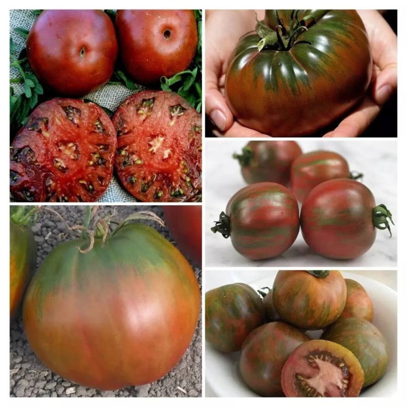 Feketére érő paradicsomok magkeverék, Lycopersicum esculentum, paradicsom